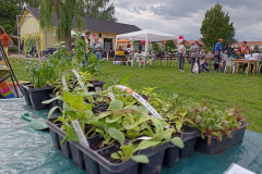 2022_Fruehlingsfest_Setzlinge