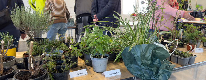 Tisch mit beschrifteten Pflanzen